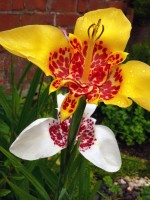 /album/plants/plant-24-jpg/
